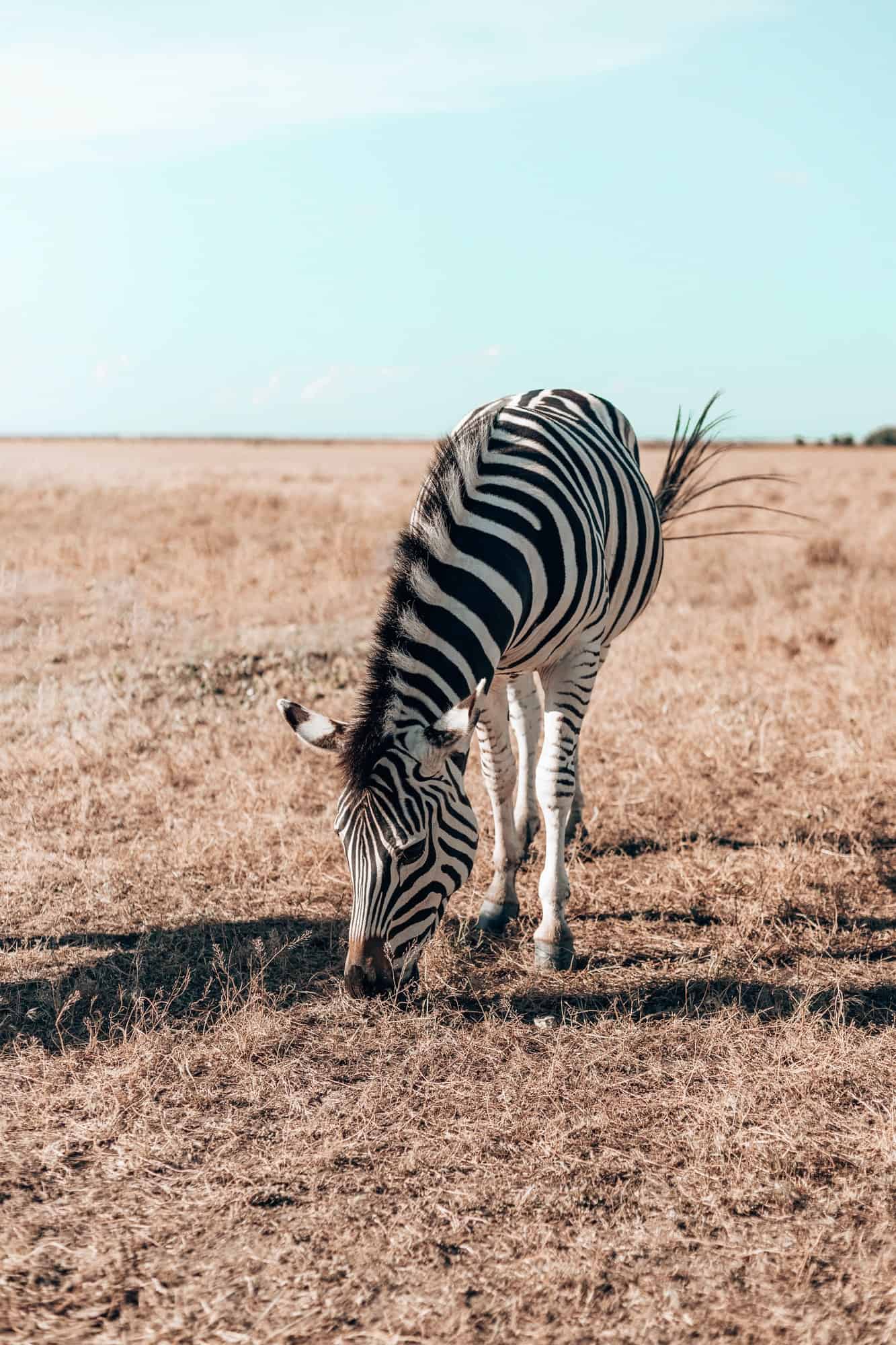 Cute zebra on a field